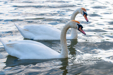 white swans group on the lake swim well under the bright sun