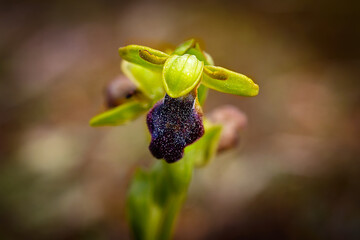  Orquídeas Orphys fusca