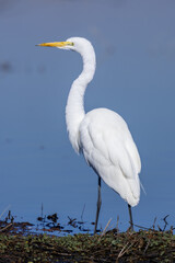 egret looking at the horizon