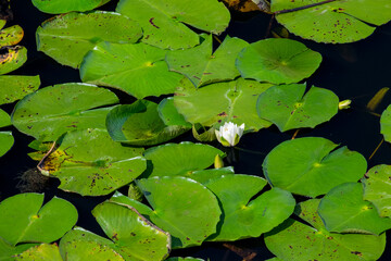 A bright white water lily with a yellow carpel center floating. The large cuplike flower is among large rich green lily pads that are rounded, variously notched, waxy-coated leaves on long stalks.