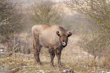 European bison during winter. The calf is curious. European animals.   
