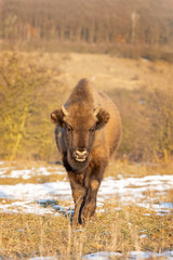 European bison during winter. The calf is curious. European animals.   