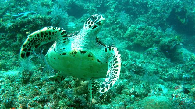 Giant Hawksbill sea turtle Eretmochelys imbricata in pure transparent water. Relax underwater video about marine reptile Cheloniidae