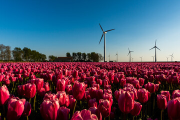 Large pink tulip field, at sunset, in the Netherlands. A wind turbine farm can be seen in the...