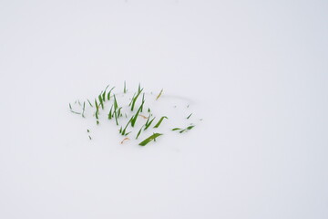 snow covered grass