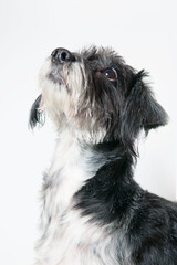 Portrait of Terrier isolated on white background. Lap dog.