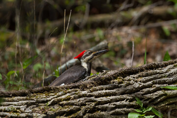 A pileated woodpecker feeds on insects from a fallen log on the forest floor. 