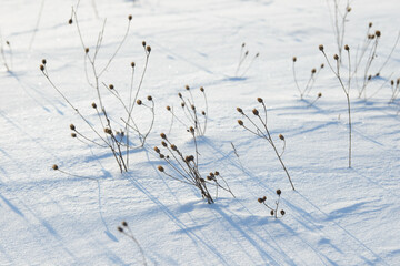 Fototapeta na wymiar Dry branches of grass and flowers on a winter snowy field. Seasonal cold nature background. Winter landscape details. Wild plants frozen and covered with snow and ice in meadow.