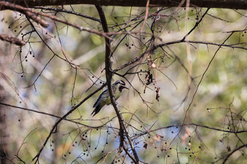 Yellow-bellied Sapsucker bird forages in the limbs of a tree