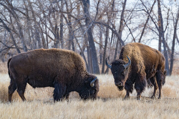 American Bison on the High Plains of Colorado. Two bulls in a Field of Grass