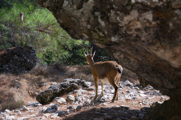 the kri-kri cretan wild goat (Capra aegagrus cretica)