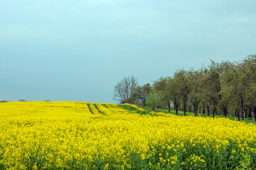 Summertime landscape and canola flowers.