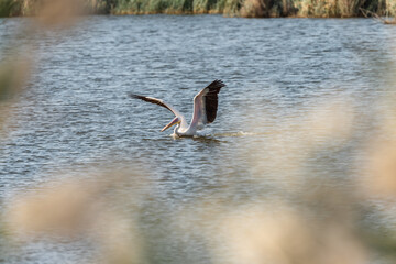 Fototapeta premium Pelican in an early autumn morning on a lake in Agamon Hula, Israel.