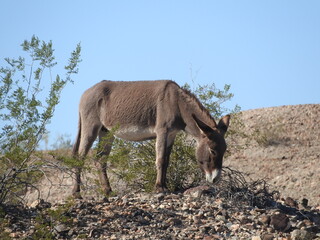 Wild burro living in the Mojave Desert, Parker Dam area, San Bernardino County, California.	
