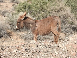 Obraz premium A young wild burro living in the Mojave Desert, Parker Dam area, San Bernardino County, California.