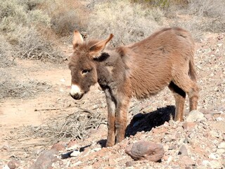 Fototapeta premium A young wild burro living in the Mojave Desert, Parker Dam area, San Bernardino County, California.