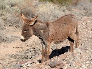 A young wild burro living in the Mojave Desert, Parker Dam area, San Bernardino County, California.