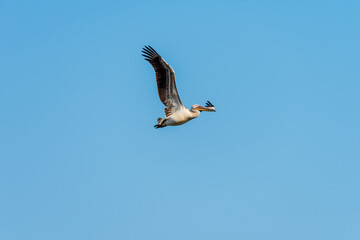 Obraz premium White Pelican flying in the blue sky on an early autumn morning near Zikhron Ya'akov, Israel. 