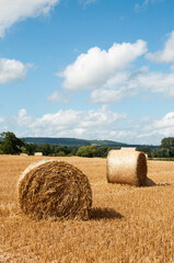 hay bales in the field