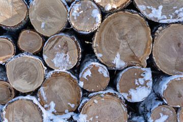 the ends of the cut trees in winter, which are piled up in a large pile and represent the diameter of the circles, which together form an interesting pattern