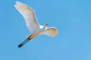 White Heron ( Egret ) flying in the blue sky on an early autumn morning near Zikhron Ya'akov, Israel.