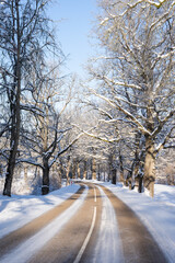 the frozen asphalt road leads through a white snowy linden alley and the road has a white stripe in the middle