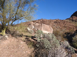 Wild Burro living in the Chemehuevi Mountains, San Bernardino County, California.	