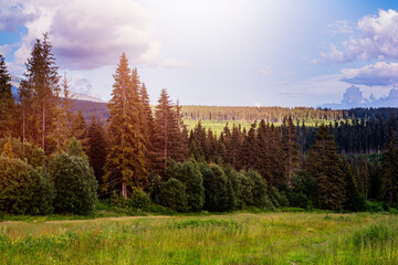 Coniferous forest during the summer.High quality photo