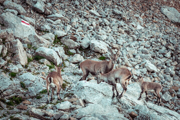 Naklejka na ściany i meble Ibex in the wild in the Alpstein region in Appenzell