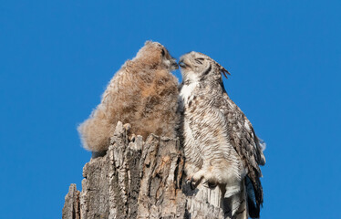 Great horned owls on tree