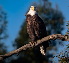 An American Bald Eagle