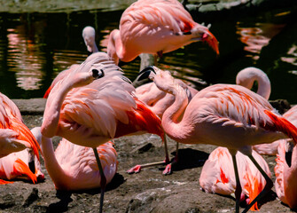 Group of Chilean flamingos, Phoenicopterus chilensis, in a pond for these birds in a property or center of marine fauna.