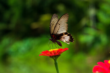 Fototapeta premium Monarch orange butterfly and bright summer flowers on a background of blue foliage in a fairy garden. Macro artistic image.
