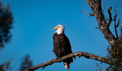An American Bald Eagle