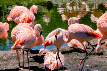 Fototapeta premium Group of Chilean flamingos, Phoenicopterus chilensis, in a pond for these birds in a property or center of marine fauna.