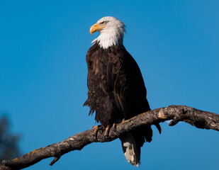 An American Bald Eagle