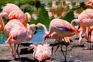 Group of Chilean flamingos, Phoenicopterus chilensis, in a pond for these birds in a property or center of marine fauna.