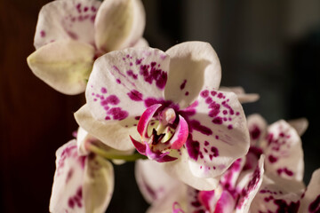 Macro of flower orchid