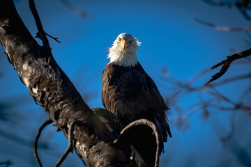 An American Bald Eagle