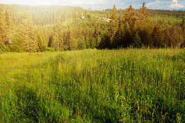 Fototapeta premium Green meadow during the summer.Meadow lit by sun.
