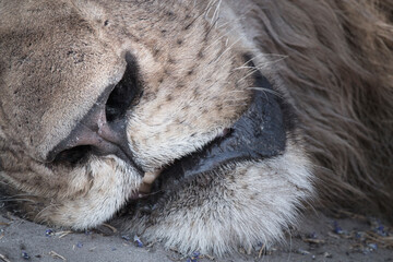  snout of a sleeping lion