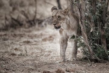 portrait of a watchful lioness in the dry savanna