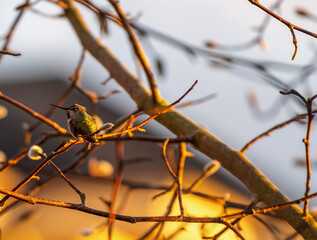 Anna's Hummingbird perched on  tree branch during golden hour
