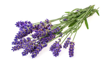 Obraz premium Small bunch of blue lavender flowers
