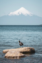 Duck and the volcano