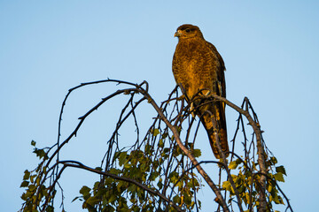 red tailed hawk perched on branch