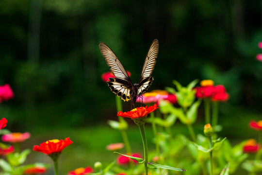 Monarch orange butterfly and bright summer flowers on a background of blue foliage in a fairy garden. Macro artistic image.