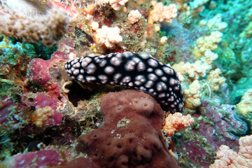 Warzenschnecke - Phyllidiella granulata