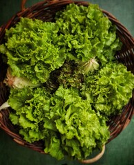 fresh green lettuce