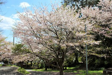Fototapeta premium 宮若市の清水寺の満開の桜